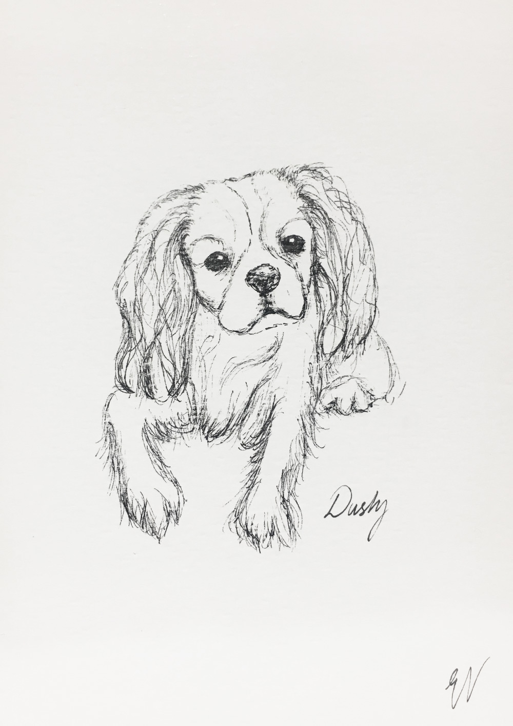 Cavalier King Charles Spaniel Sketch at Explore