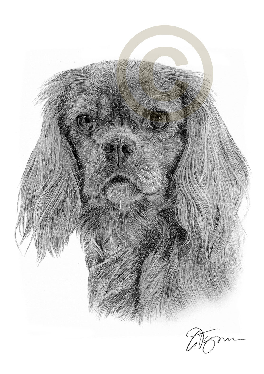 Cavalier King Charles Spaniel Sketch at Explore