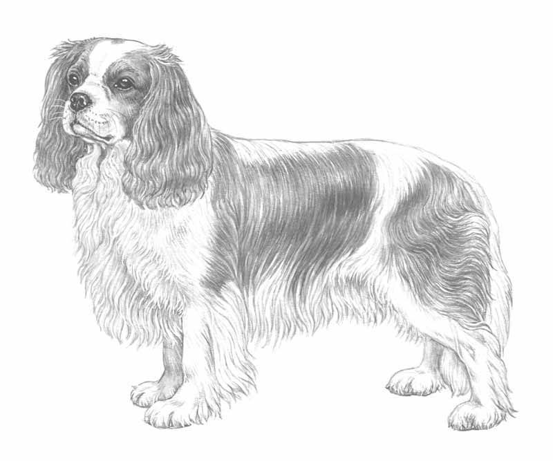 800x667 Cavalier King Charles Spaniel - Cavalier King Charles Spaniel Sketch