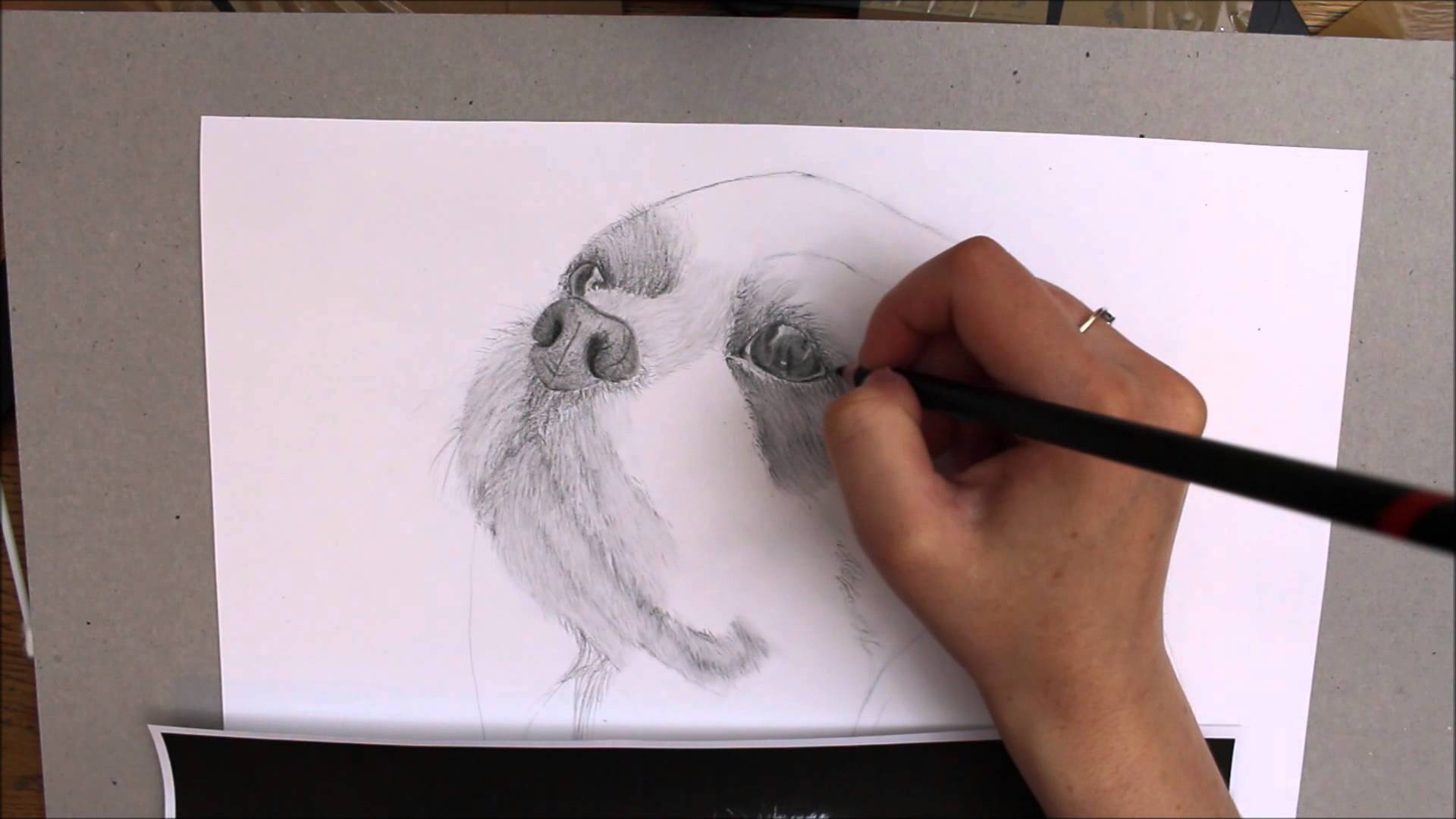 1920x1080 Speed Drawing - Cavalier King Charles Spaniel Sketch