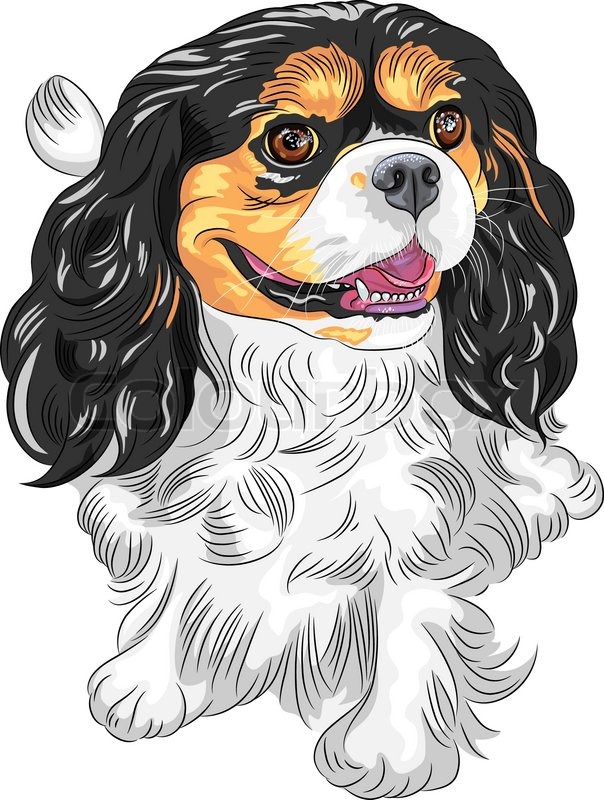 604x800 Vector Color Sketch Of The Dog Cavalier King Charles Spaniel Breed - Cavalier King Charles Spaniel Sketch