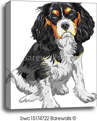 314x390 Canvas Print Of Vector Color Sketch Of The Dog Cavalier King - Cavalier King Charles Spaniel Sketch