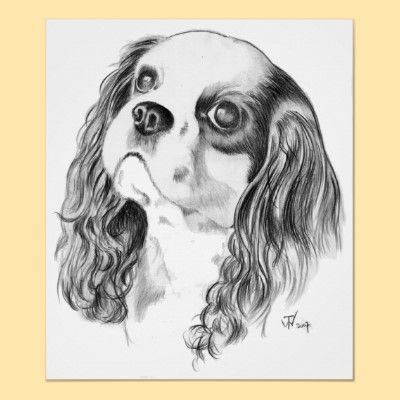 400x400 Cavalier King Charles Drawing Poster Art King - Cavalier King Charles Spaniel Sketch