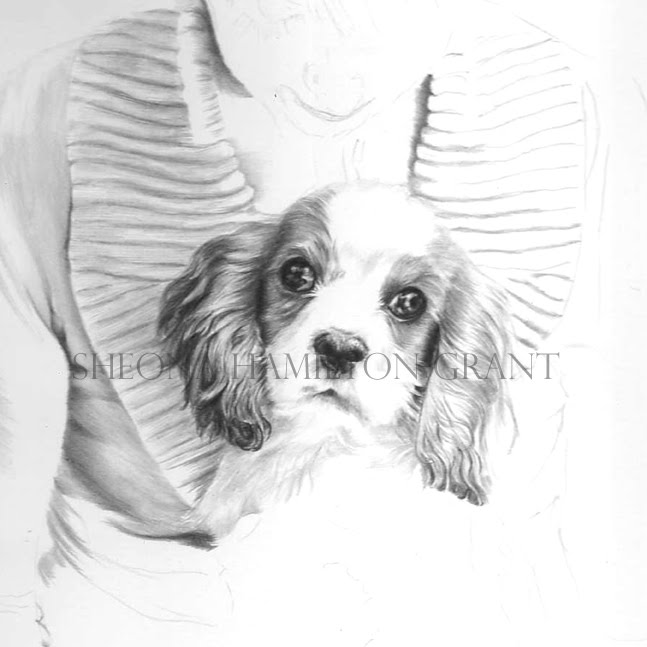 647x647 Cavalier King Charles Spaniel, New Drawing On The Go. - Cavalier King Charles Spaniel Sketch