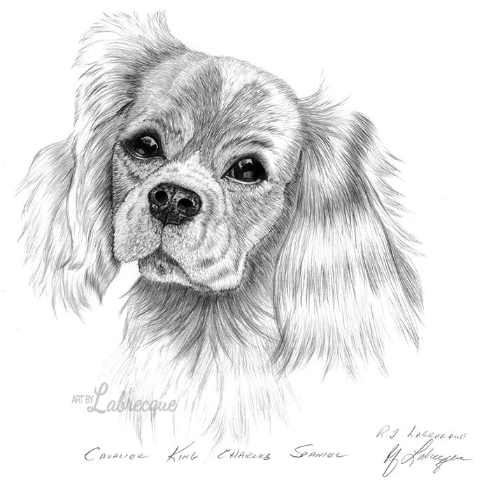 699x700 Cavalier King Charles Spaniel - Cavalier King Charles Spaniel Sketch