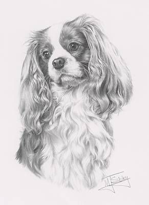 291x400 Cavalier King Charles Spaniel Blenheim Bono The Cavi Portrait - Cavalier King Charles Spaniel Sketch
