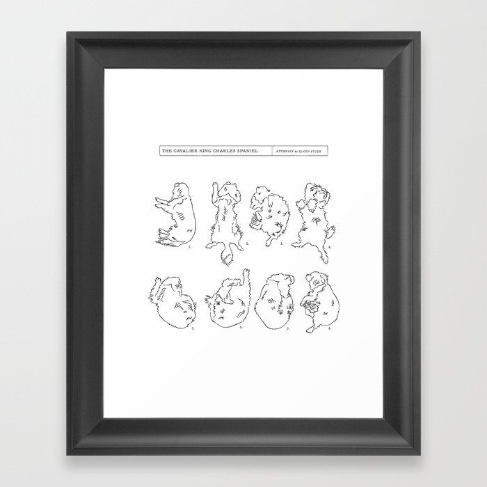 700x700 Cavalier King Charles Spaniel Sleep Study Art Print. Sketch - Cavalier Sketch