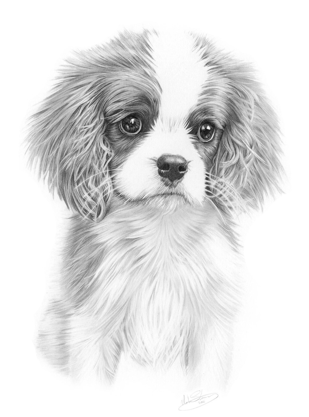 Cavalier Sketch at PaintingValley.com | Explore collection of Cavalier ...