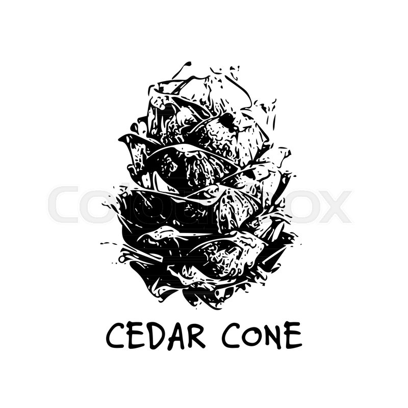 800x800 Cedar Cone, Sketch For Your Design. Vector Illustration Stock - Cedar Sketch
