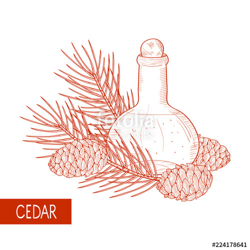500x500 Cedar. A Cone, A Branch. Bottle With Oil. Sketch. Monochrome. Wh - Cedar Sketch