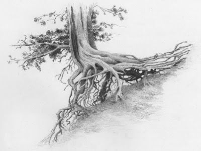 400x300 Dance Of A Cedar Tree Diane Wright Sketches Amp Tutorials - Cedar Sketch