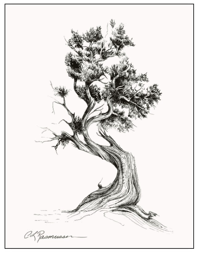 655x823 Lebanese Tree Drawing Images Free Download - Cedar Sketch