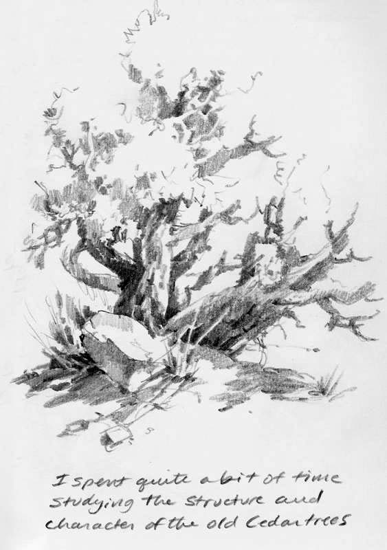 563x800 Old Cedar Trees In Capitol Reef Roland Lee - Cedar Sketch