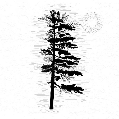 450x450 Photos Cedar Tree Sketch, - Cedar Sketch