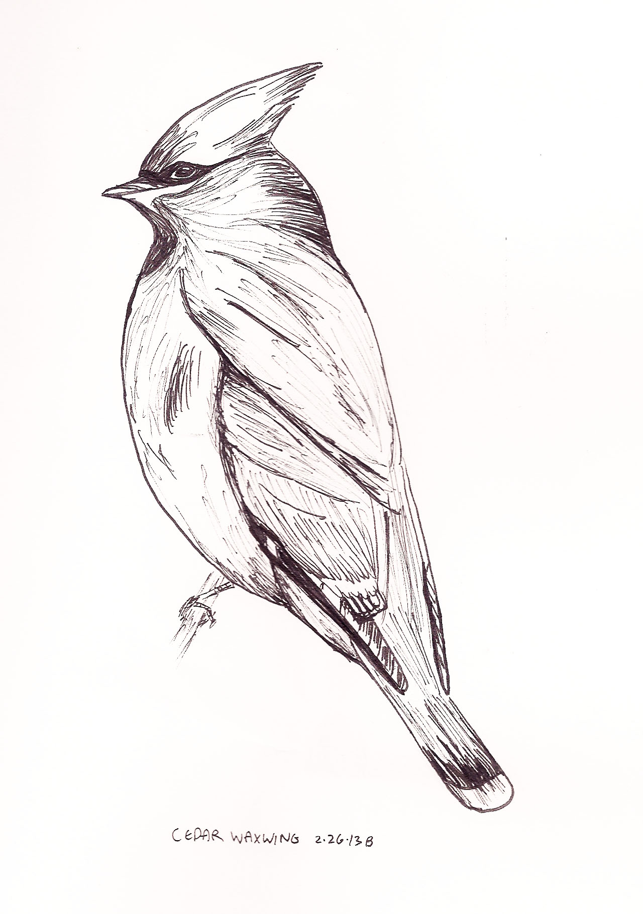 1280x1820 Sketch Organic Brie - Cedar Sketch