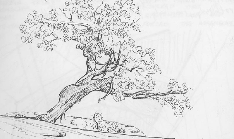 800x476 Sketches - Cedar Sketch