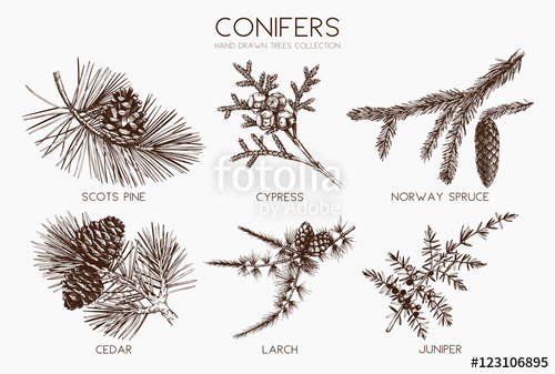 500x337 Vector Collection Of Conifers Illustration. Vintage Evergreen - Cedar Sketch