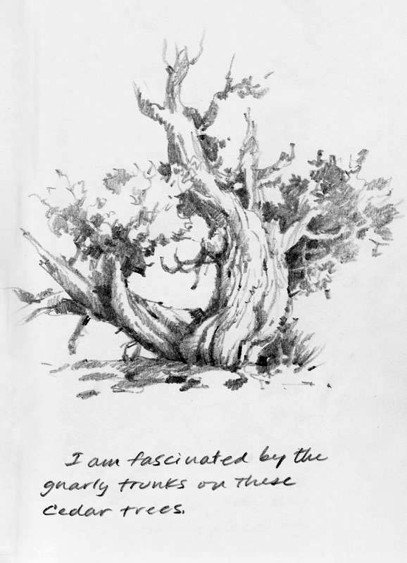 578x800 Capitol Reef Cedar Tree Roland Lee - Cedar Sketch