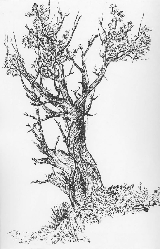514x800 Sketches - Cedar Sketch