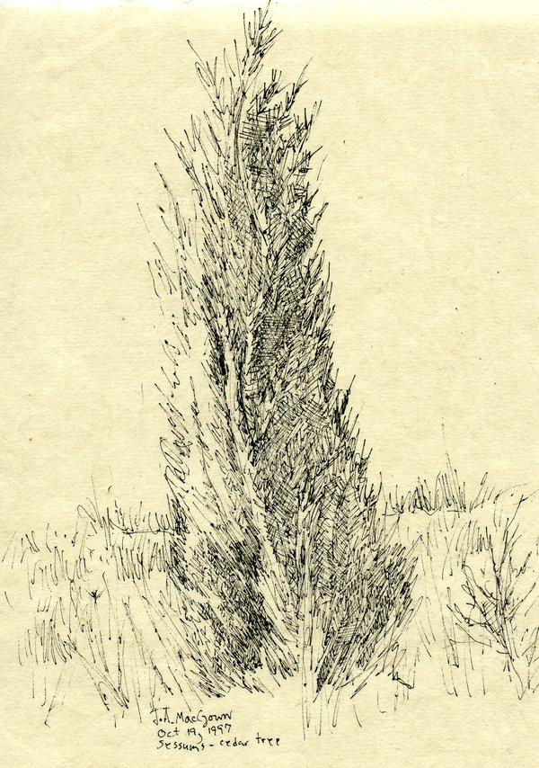 600x854 Cedar Sketch By Joemacgown - Cedar Sketch