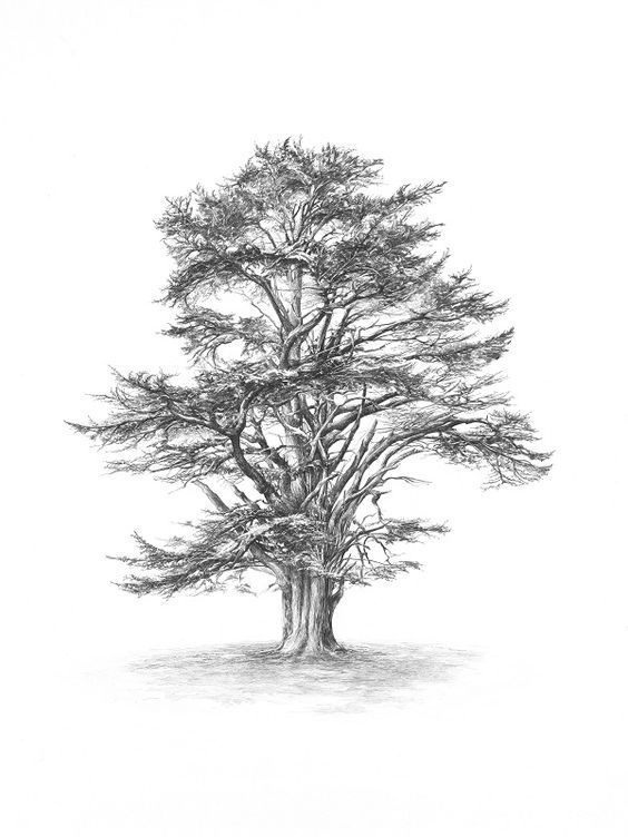 564x752 Sketch Cedar Of Lebanon - Cedar Sketch