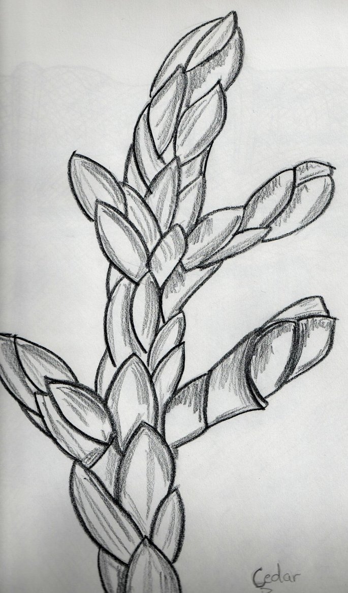 685x1165 Cedar Branch Sketch By Respect Knuckles - Cedar Sketch