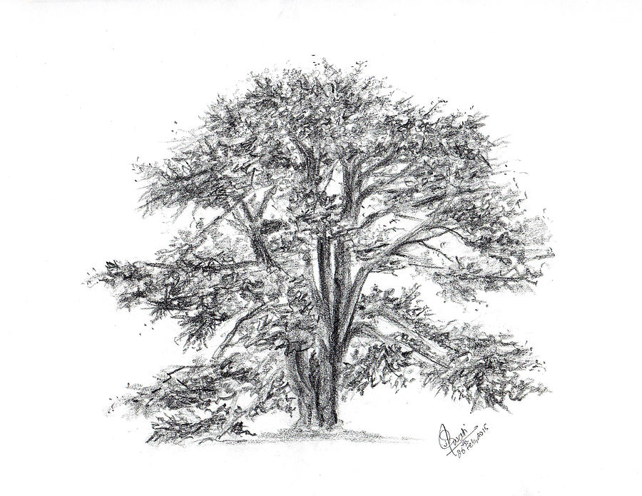 900x695 Cedar Tree Drawing By Swati Singh - Cedar Sketch