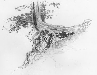 400x310 Dance Of A Cedar Tree Diane Wright Sketches Amp Tutorials - Cedar Tree Sketch