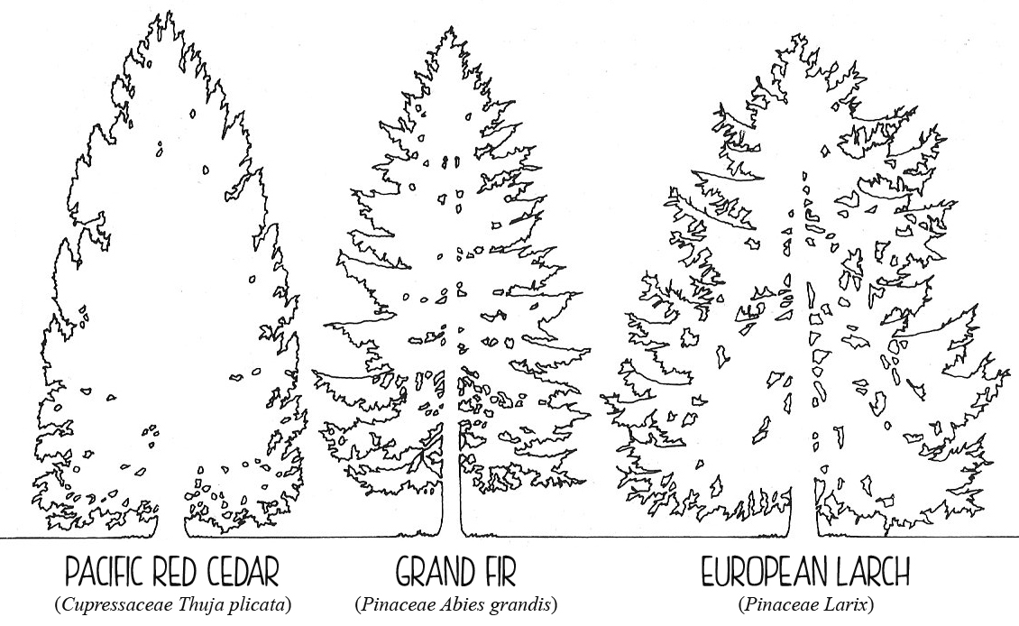 1130x694 Drawing Trees Conifers Silhouettes In Elevation Brave Drawn World - Cedar Tree Sketch
