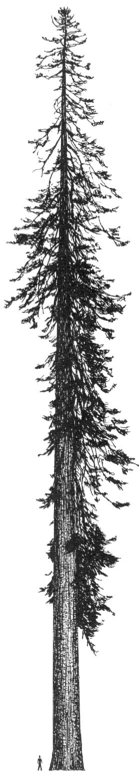 278x1556 Drawn Pine Tree Cedar Tree - Cedar Tree Sketch