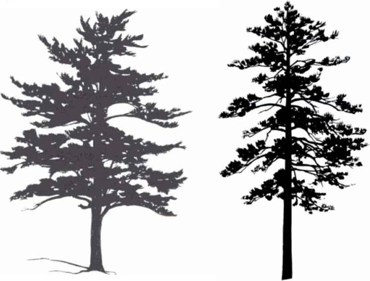 736x559 Drawn Pine Tree Red Cedar Tree - Cedar Tree Sketch