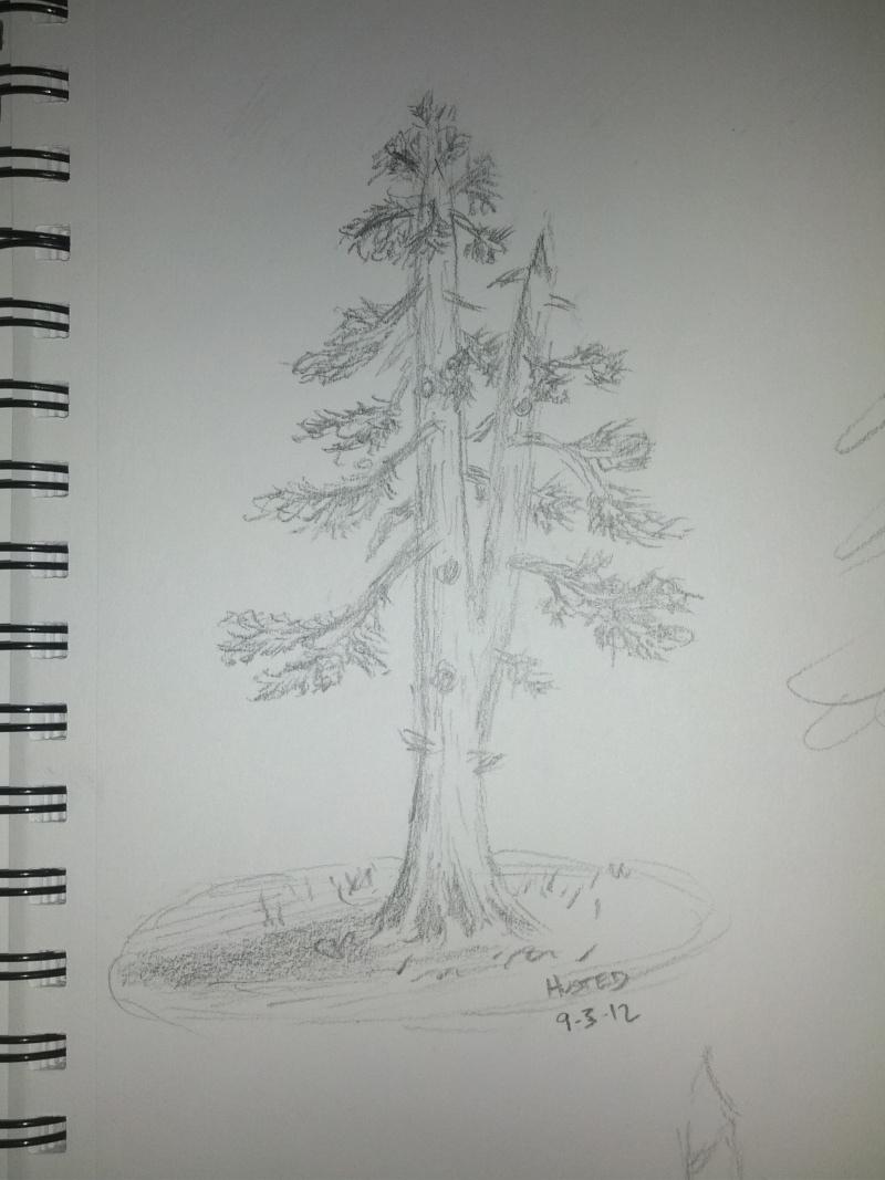 800x1067 Eastern Red Cedar Informal Upright - Cedar Tree Sketch