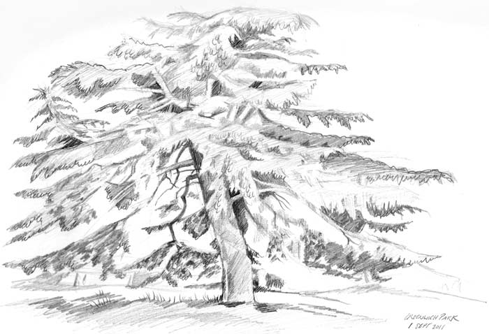 Cedar Tree Sketch at PaintingValley.com | Explore collection of Cedar ...