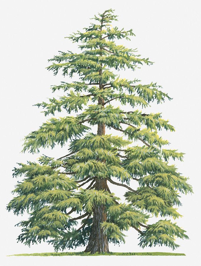 681x900 Illustration Of Evergreen Cedrus Deodara (Deodar Cedar, Himalayan - Cedar Tree Sketch