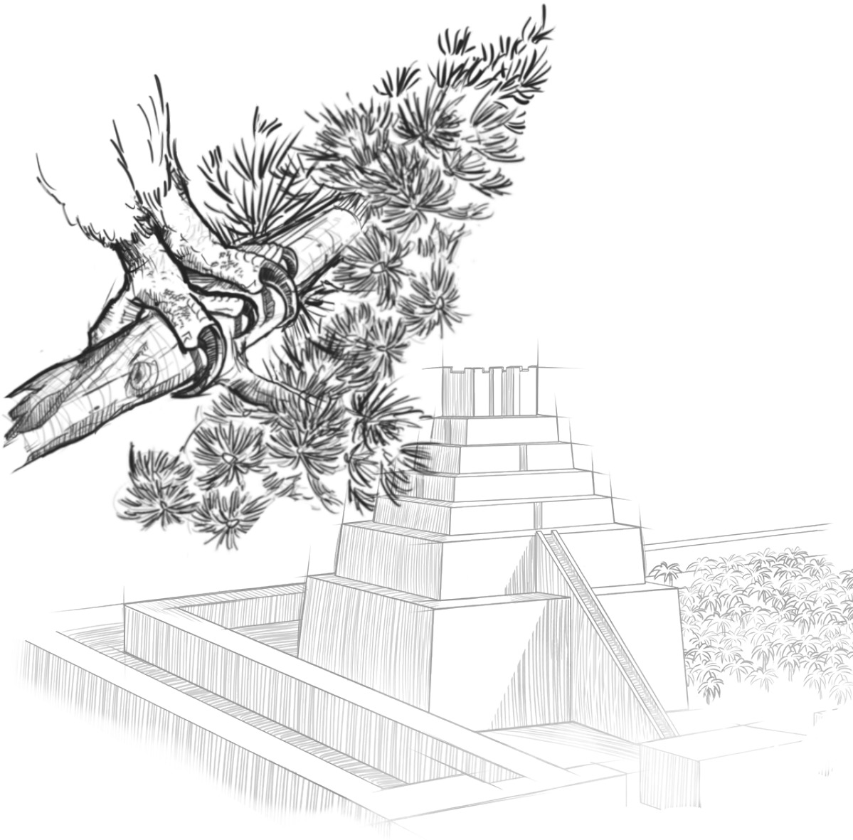 1199x1181 Messianic Prophecy U200bthe Majestic Cedar Tree - Cedar Tree Sketch