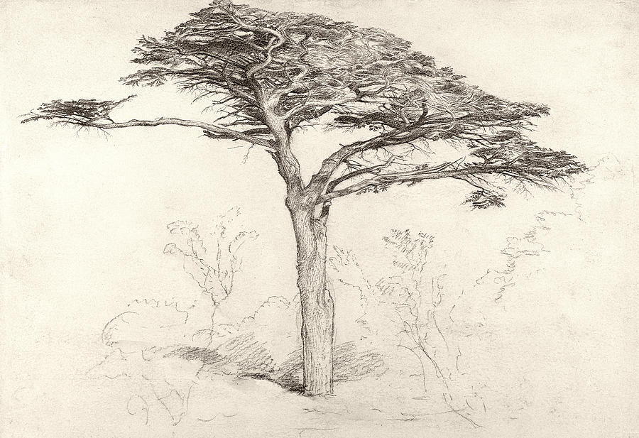 900x617 Old Cedar Tree In Botanic Garden Chelsea Drawing By Samuel Palmer - Cedar Tree Sketch