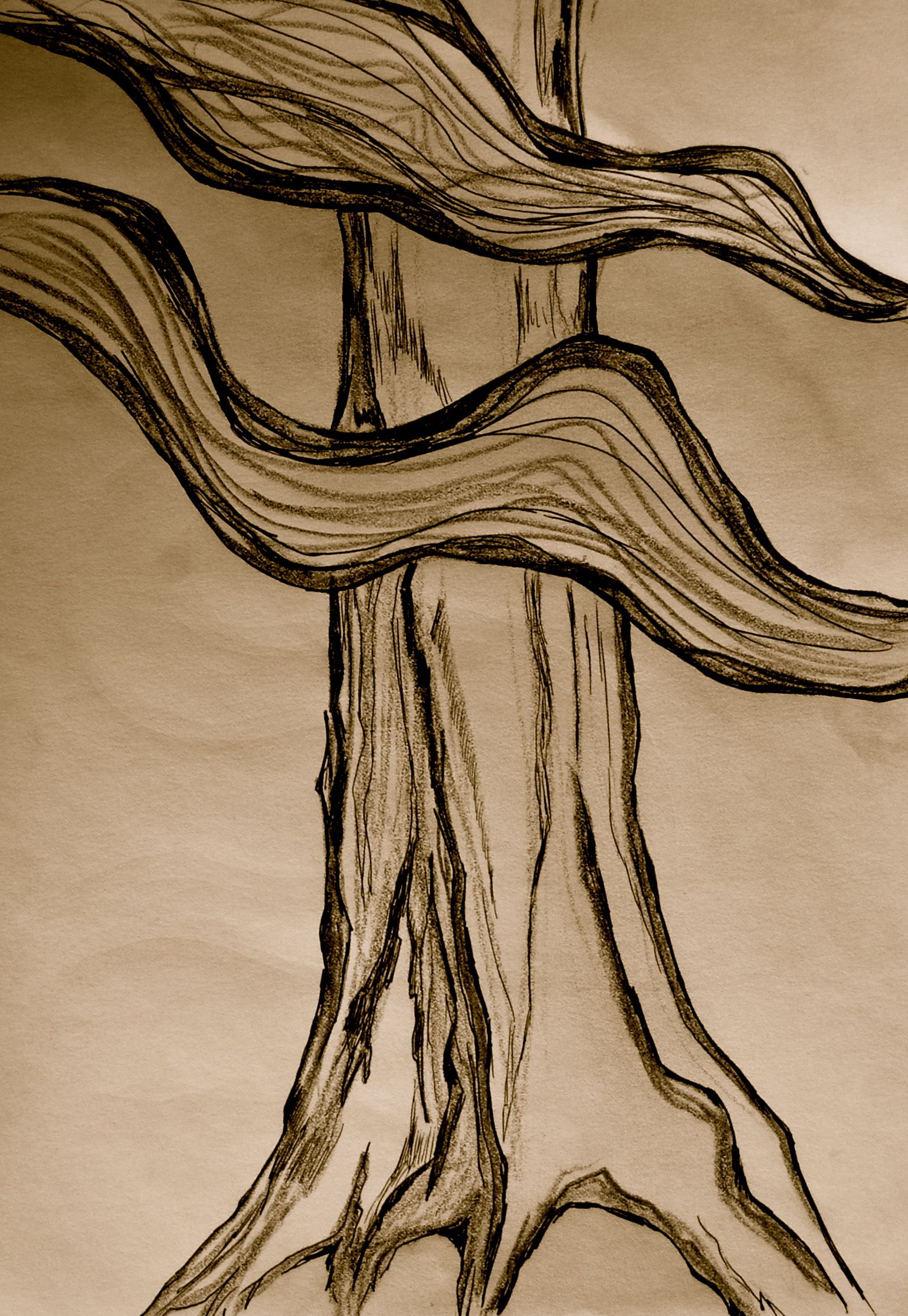 1539x2229 Patterns Everywhere! Art Inspired By Patterns Found In Nature - Cedar Tree Sketch