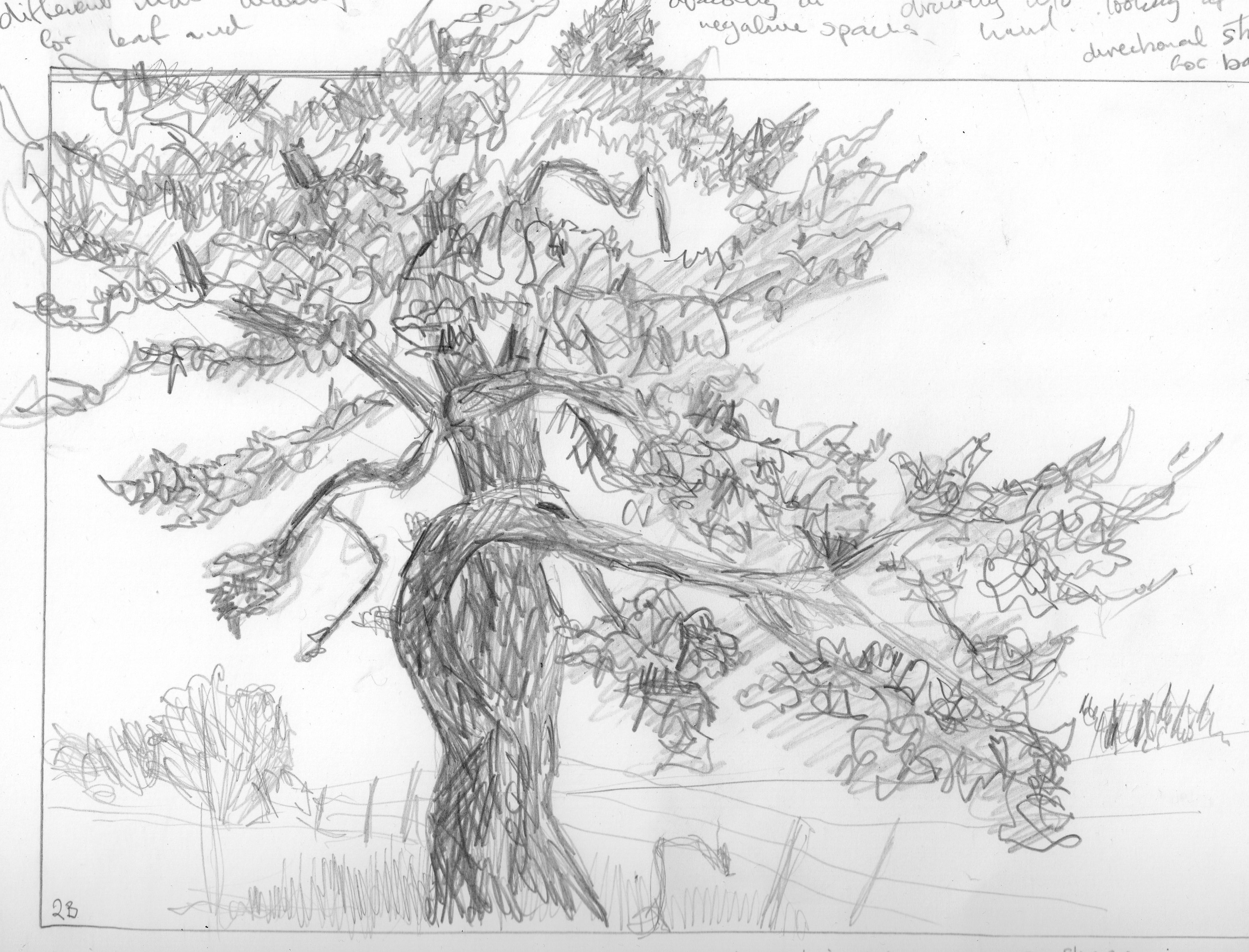 3132x2388 Project Drawing Trees - Cedar Tree Sketch