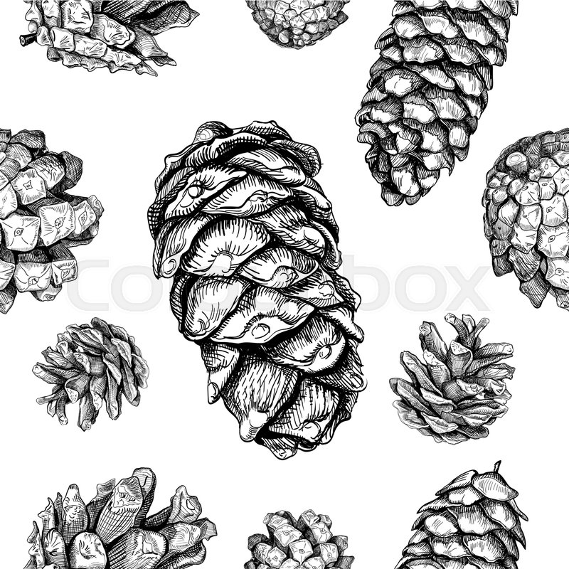 800x800 Seamless Pattern With Cones. Fir Tree, Cedar, Pine. Hand Drawn - Cedar Tree Sketch