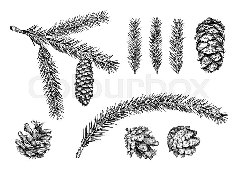 800x572 Set Of Different Cones And Branches Of Christmas Tree. Fir Tree - Cedar Tree Sketch