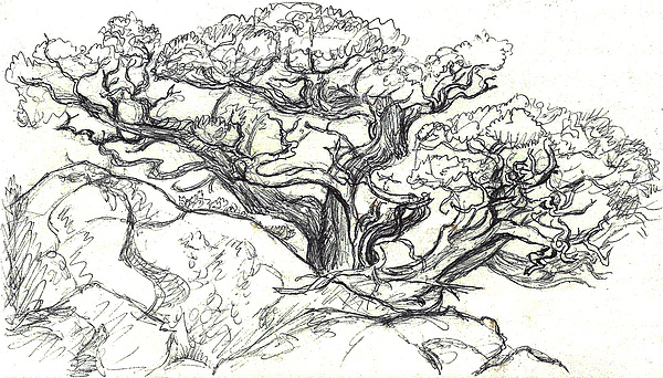 600x342 Ancient Cedar Field Sketch Drawing By Dawn Senior Trask - Cedar Tree Sketch