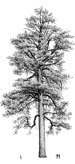 262x570 Vancouver Island Big Trees Tree Art - Cedar Tree Sketch