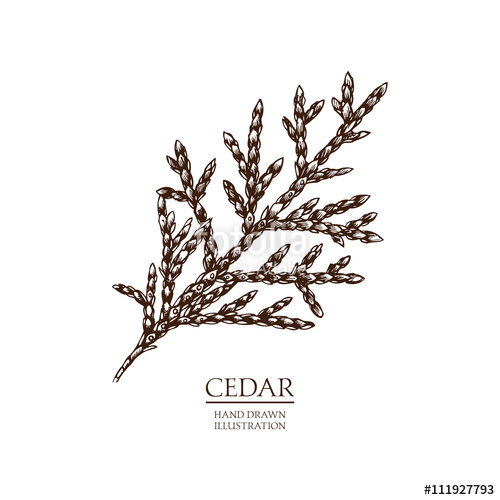 500x500 Vector Hand Drawn Illustration Of Cedar - Cedar Tree Sketch