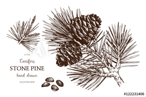 500x334 Vintage Stone Pine Illustration. Hand Drawn Cedar Sketch On White - Cedar Tree Sketch