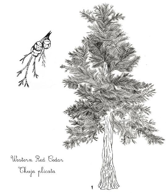 540x627 Western Red Cedar Bedell Guitars - Cedar Tree Sketch