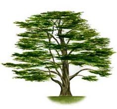 236x220 Sketch Cedar Of Lebanon - Cedar Tree Sketch