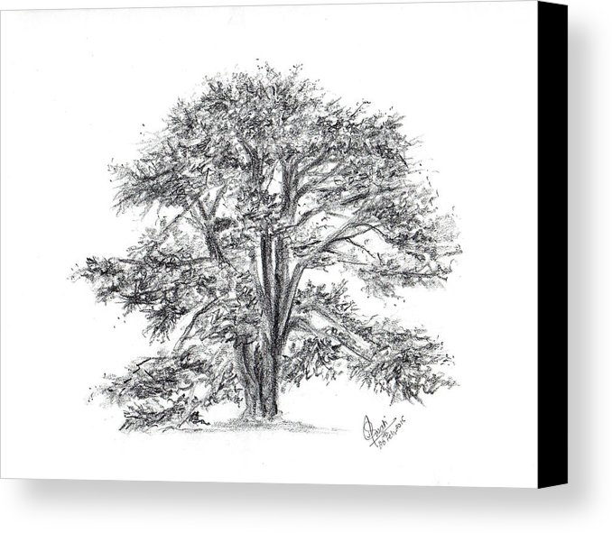 678x591 Cedar Tree Canvas Print Canvas Art By Swati Singh - Cedar Tree Sketch