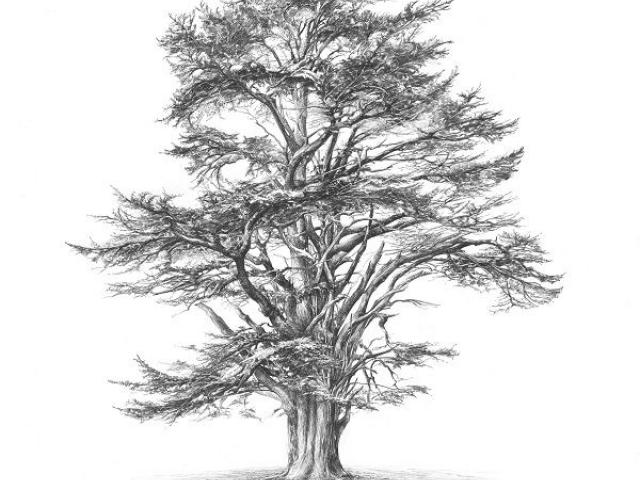 640x480 Cedar Tree Drawing 2 - Cedar Tree Sketch