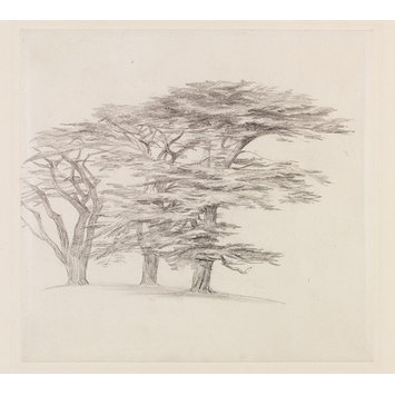 355x355 Cedar Trees Lear, Edward Vampa Search The Collections - Cedar Tree Sketch