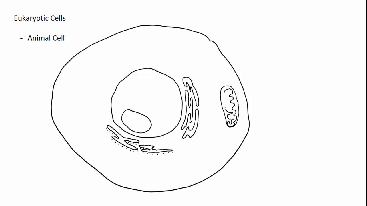 1284x720 Drawing Cells - Cell Sketch